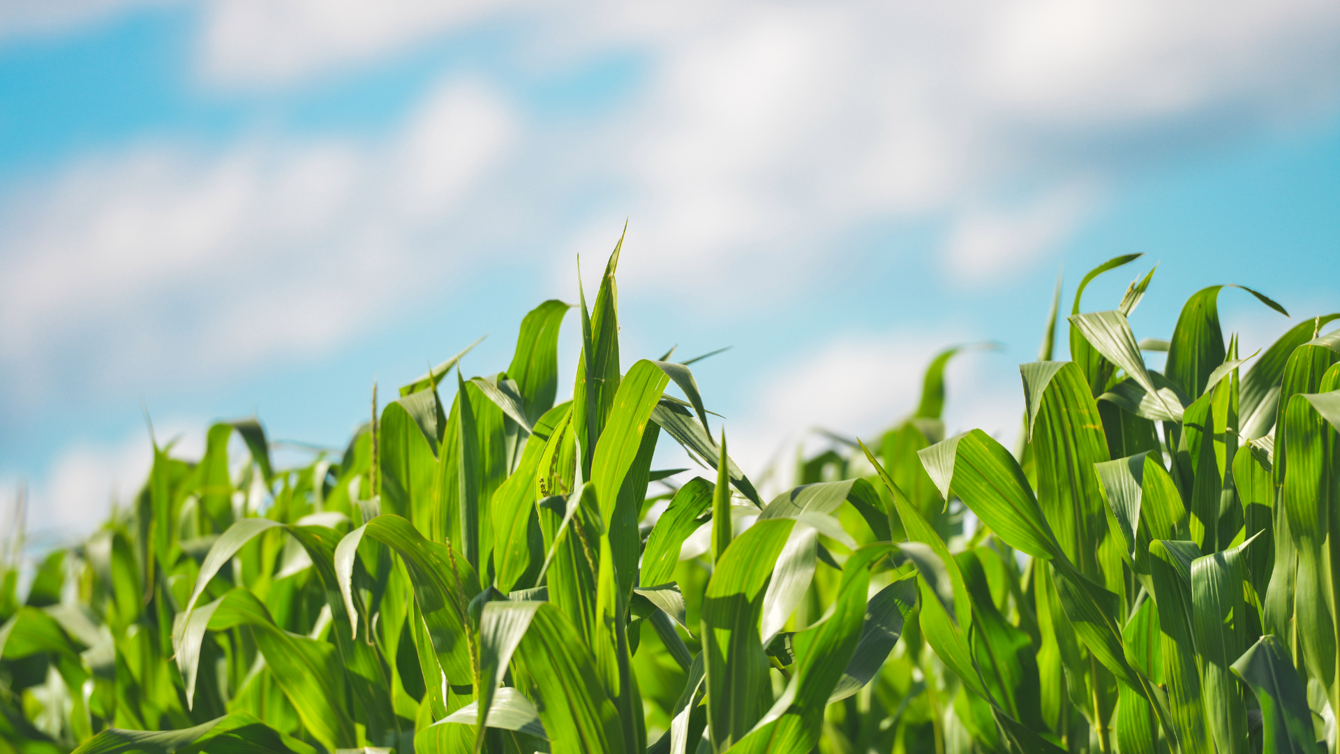 Blog featured image: plants growing in a field