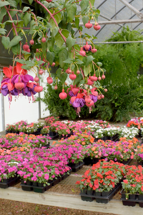 Greenhouse flowers