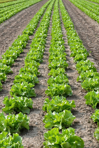 Rows of plants