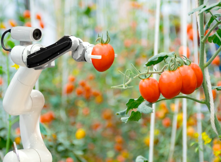 Tomato plant
