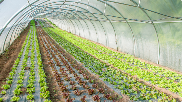 Greenhouse rows